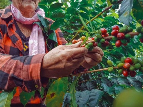 La Comisi&oacute;n Europea propone retrasar un a&ntilde;o la entrada en vigor de la ley contra la deforestaci&oacute;n