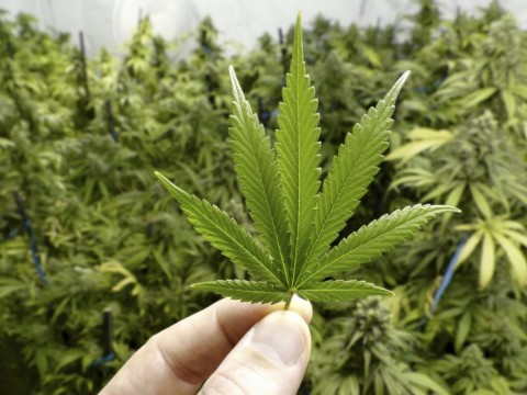 Costa Rica otorga la primera licencia para la producci&oacute;n de cannabis medicinal