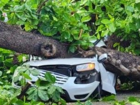 Hombre fallecido al caerle &aacute;rbol iba a recoger el ni&ntilde;o al colegio