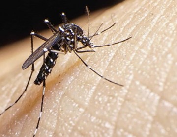Reportan m&aacute;s de 3,500 casos de dengue y 18 fallecimientos en lo que va de 2022