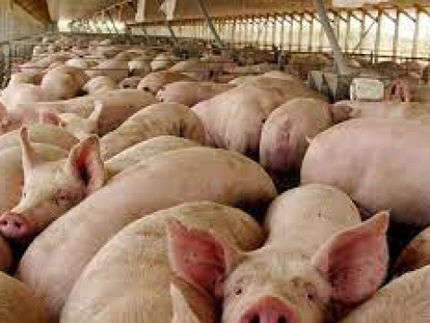Gobierno crea comisi&oacute;n para erradicar peste porcina africana