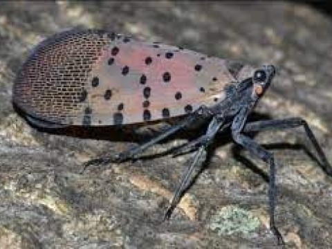Mosca nativa de China invade Nueva York