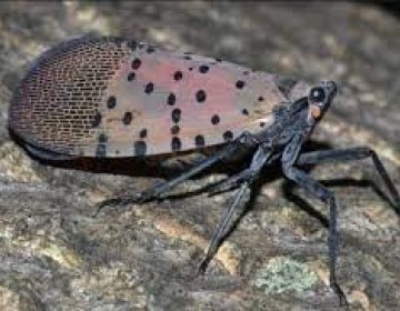 Mosca nativa de China invade Nueva York