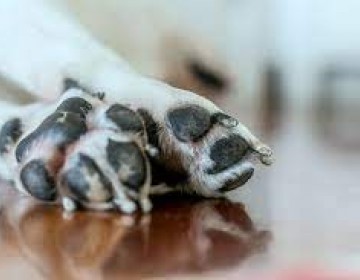 Mujer denuncia vecino le dio un machetazo al perro de su hija