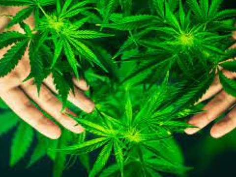 New York legaliza la Marihuana