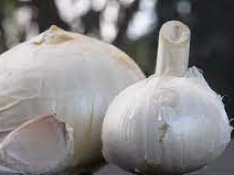 Agricultura impulsa cultivo ajo