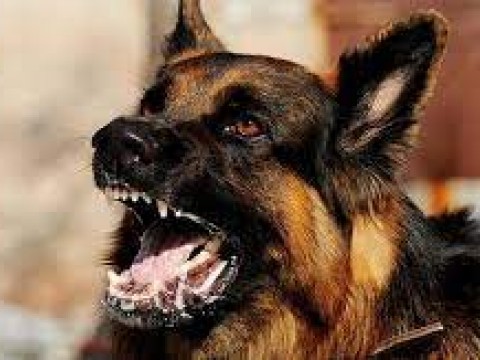 Colegio de m&eacute;dicos veterinarios asegura no existen casos de rabia en humanos; se mantienen en alerta