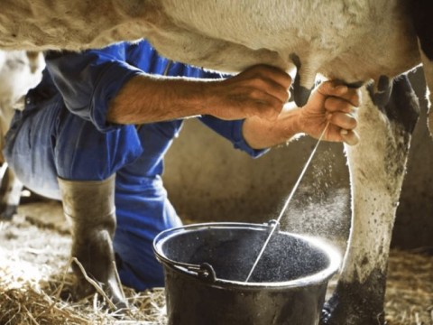 Detectan el virus de la gripe aviar en muestra de leche cruda en California