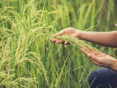 Escasez de fertilizantes afectar&aacute; pr&oacute;xima cosecha de arroz