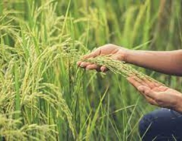 Escasez de fertilizantes afectar&aacute; pr&oacute;xima cosecha de arroz
