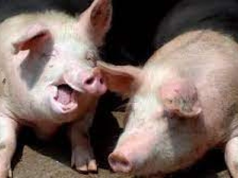 Ministro de Agricultura da por controlada peste porcina en el pa&iacute;s
