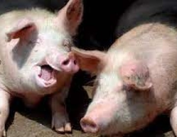 Ministro de Agricultura da por controlada peste porcina en el pa&iacute;s