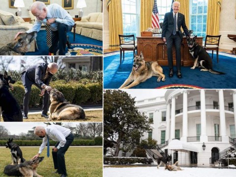Biden manda sus perros a Delaware tras el ataque a un miembro de su seguridad
