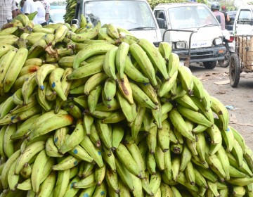 Director de ISA recomiendan consumir otros v&iacute;veres ante alto costo del pl&aacute;tano