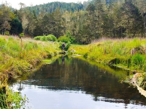 Medio Ambiente Proh&iacute;be actividad agr&iacute;cola y ganadera en Valle Nuevo