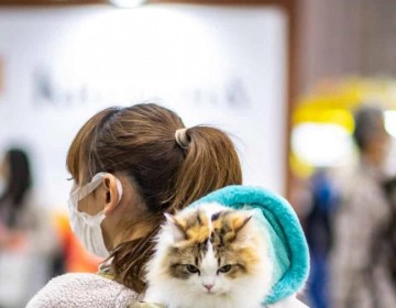 Crean una aplicaci&oacute;n en Jap&oacute;n para reconocer el dolor de los gatos