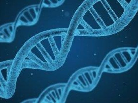 Una variante de riesgo de covid heredada de los neandertales protege del VIH
