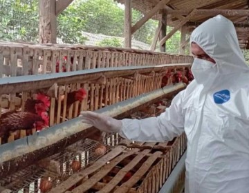 Ecuador activa protocolos de bioseguridad ante un nuevo caso de gripe aviar