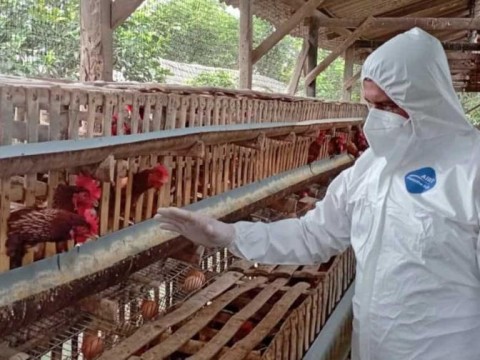 Ecuador activa protocolos de bioseguridad ante un nuevo caso de gripe aviar