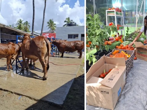 La Feria Agropecuaria exhibe el potencial del campo dominicano