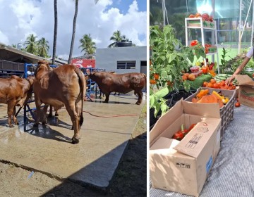 La Feria Agropecuaria exhibe el potencial del campo dominicano