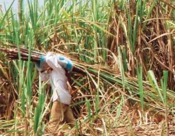 Proyecto de ley propone importar alimentos sin pago de arancel por seis meses, en emergencia