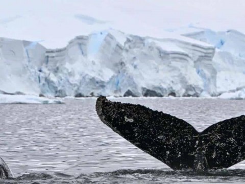 La Ant&aacute;rtida, el term&oacute;metro mundial sobre la contaminaci&oacute;n con micropl&aacute;sticos