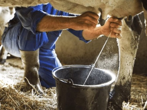La producci&oacute;n de leche en el pa&iacute;s aumentar&aacute; 7.01% al cierre de este a&ntilde;o