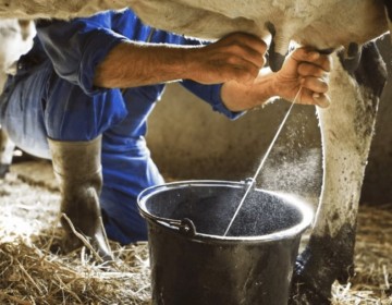 La producci&oacute;n de leche en el pa&iacute;s aumentar&aacute; 7.01% al cierre de este a&ntilde;o