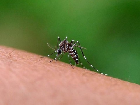 Factores clim&aacute;ticos: clave detr&aacute;s de baja incidencia del dengue en RD