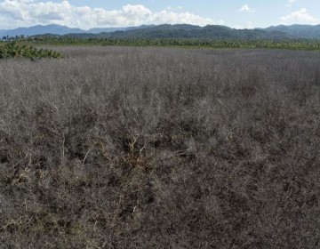 Da&ntilde;o a manglares en Saman&aacute; conllevar&iacute;a sanciones de hasta 10 a&ntilde;os de c&aacute;rcel