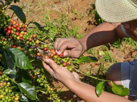 Lluvias del 18 de noviembre afectaron el 20 % de la producci&oacute;n nacional de caf&eacute;