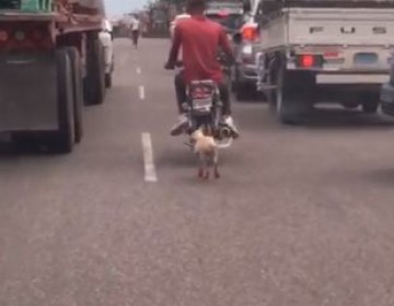 Motorista arrastra perro por las calles de Haina
