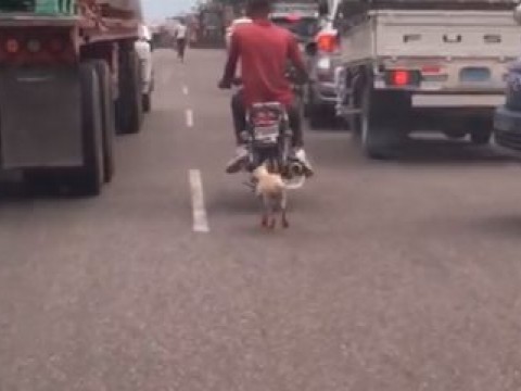 Motorista arrastra perro por las calles de Haina
