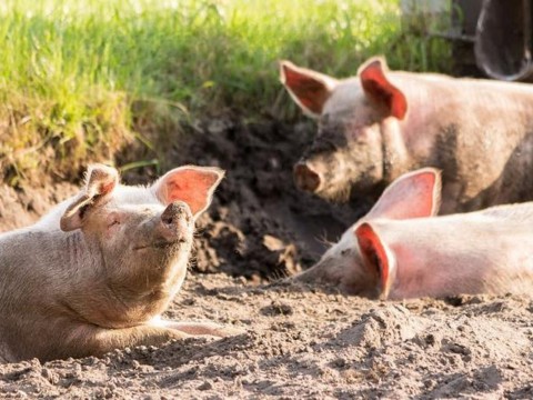 Ministro Agricultura: Fiebre porcina est&aacute; controlada en RD 