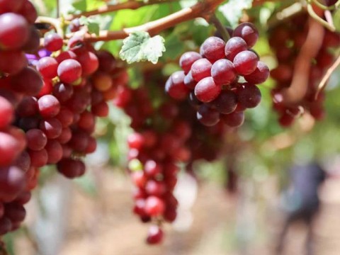 Uvas de mesa, un cultivo con potencial de liderar exportaciones agropecuarias en pr&oacute;ximos tres a&ntilde;os