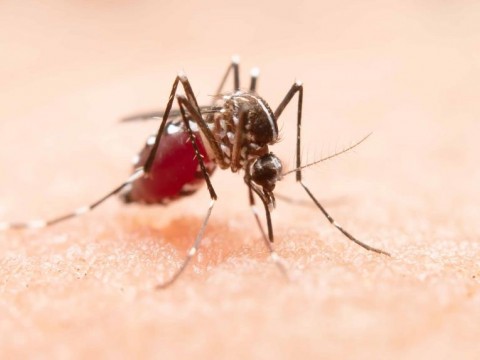 Casos de dengue, malaria y leptospirosis superan cifras en comparaci&oacute;n a 2022