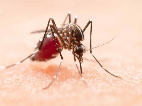 Este a&ntilde;o se han registrado m&aacute;s de 5,000 casos sospechosos de dengue