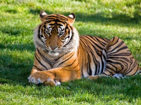 Mujer india lucha contra un tigre para salvar a su beb&eacute;
