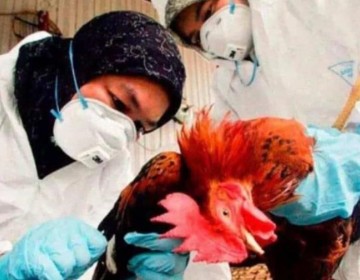 OMS aclara que reciente muerte en M&eacute;xico de un paciente no es atribuible a la gripe aviar