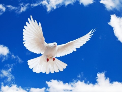 &iquest;Por qu&eacute; se celebra el 21 de septiembre el d&iacute;a internacional de la paz?