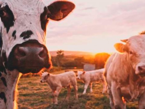 Pandemia del COVID-19 provoca alza en precios de la leche 