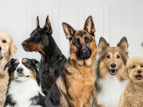 Gobierno crea aplicaci&oacute;n que permitir&aacute; rescatar mascotas en estado de peligro o extraviadas