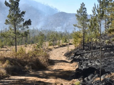 Se emiti&oacute; orden de arresto contra agricultor por fuego en Valle Nuevo