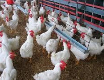 Carne de res, pollo y pl&aacute;tanos, entre productos con alza superior al 10%