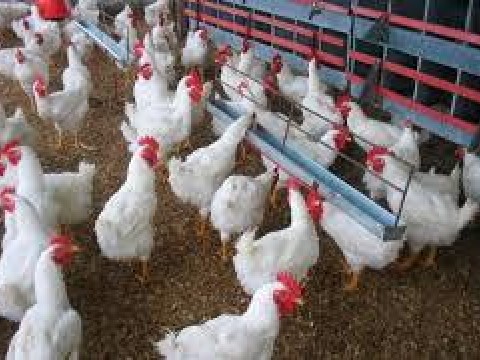 Carne de res, pollo y pl&aacute;tanos, entre productos con alza superior al 10%