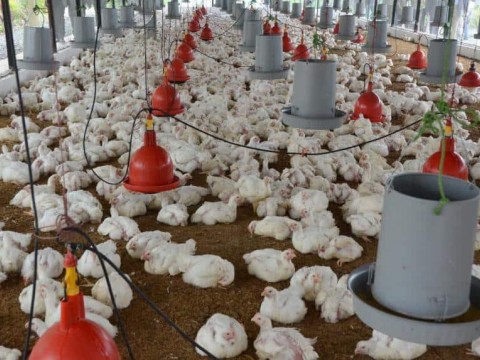 Este es el nuevo "Pollo Index" con el nuevo salario m&iacute;nimo promedio