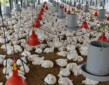 Este es el nuevo "Pollo Index" con el nuevo salario m&iacute;nimo promedio