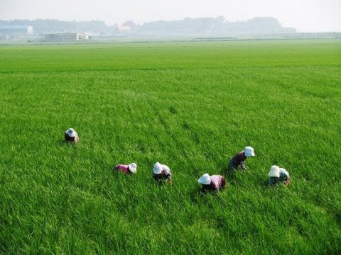 Pandemia del COVID-19 provoca reducci&oacute;n en la produccion agr&iacute;cola en m&aacute;s de 50%  