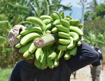 Inespre informa compra de m&aacute;s de 13 millones de guineos a Adobanano